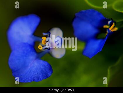 small blue color flower Stock Photo