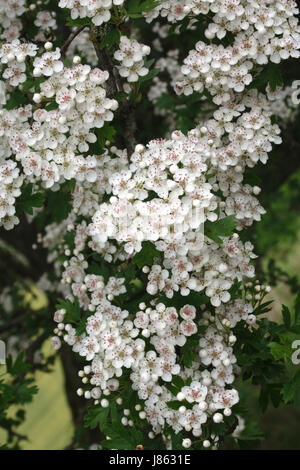 Hawthorn tree (crataegus monogyna), also known as May or whitethorn, in full bloom on Herrock Hill on the Offa's Dyke long distance footpath Stock Photo