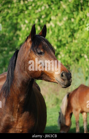 horse arab thoroughbred race temperament motion postponement moving movement Stock Photo