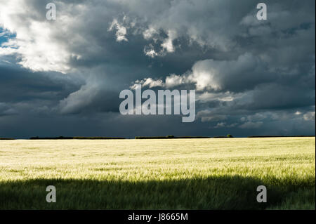 The sun shining on a field of young wheat with dramatic stormclouds overhead, Herefordshire, UK Stock Photo
