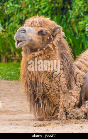 Camel dromedary two humps brown fluffy brown fur eating Stock Photo