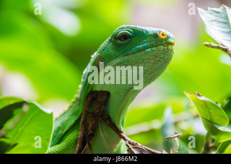Green tropical lizard sitting on tree branches with leafs Stock Photo