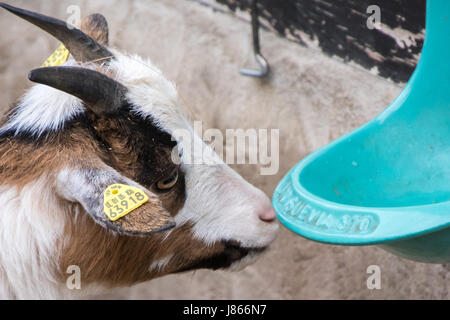 Head of young baby goat drinking water Stock Photo