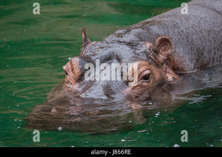 Purple skin hippo hipopotamus swimming in water Stock Photo