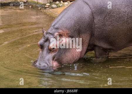 Purple skin hippo hipopotamus stepping into water Stock Photo