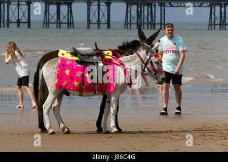 Group, or herd,  of seaside saddled donkeys with their handler at Blackpool, Fylde Coast, Lancashire, UK Weather. 27th May, 2017. Sunshine and Showers in the afternoon as holidaymakers head for the beach with overcast skies and local showers. Credit; MediaWorldImages/AlamyLiveNews Stock Photo