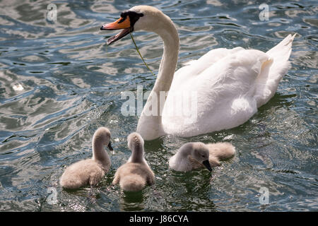 London, UK. 27th May, 2017. Mute swan with cygnet hatchlings on Canada Water pond © Guy Corbishley/Alamy Live News Stock Photo