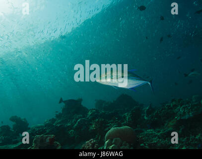 bluefin trevally, caranx melampygus, hunting anchovy on coral reef in maldives Stock Photo