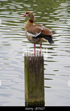 Egyptian Goose on a post in a lake. Stock Photo