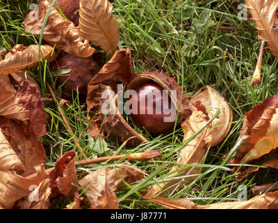 Autumn conker on the grass Stock Photo