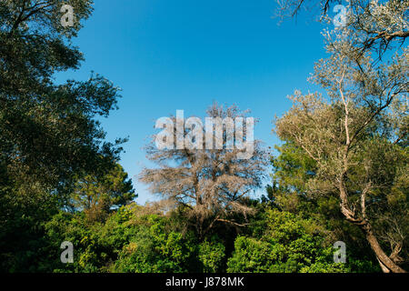 Pine after lightning strike. Wood white with a lightning strike. Stock Photo