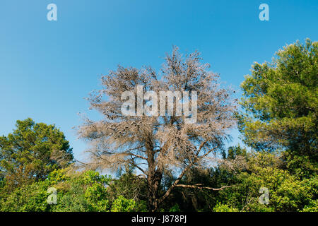 Pine after lightning strike. Wood white with a lightning strike. Stock Photo