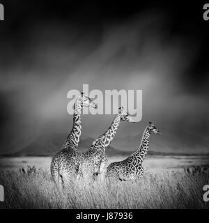 Dramatic black and white image of a giraffe on black background Stock Photo