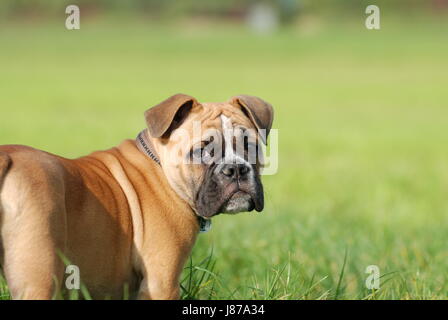 dog, bulldog, race, english, brown, brownish, brunette, dog, puppy, englisch, Stock Photo