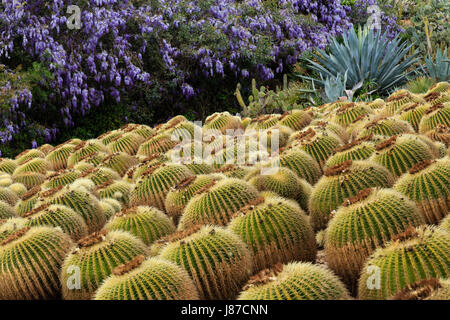 Spain, Catalonia, Costa Brava, Blanes, Garden of Pinya de Rosa, golden barrel cactus (Echinocactus grusonii) Stock Photo