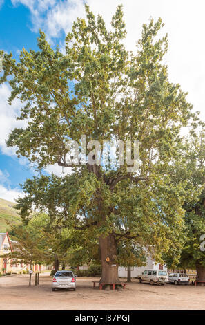 GENADENDAL, SOUTH AFRICA - MARCH 27, 2017: An historic oak tree on Church Square in Genadendal. Genadendal is the first mission station in South Afric Stock Photo