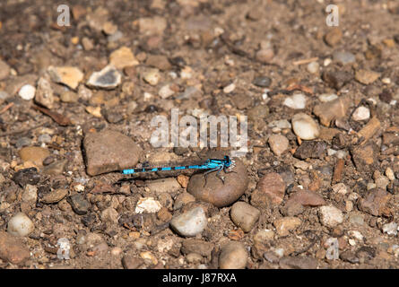 Blue damsel fly on gravel path Stock Photo