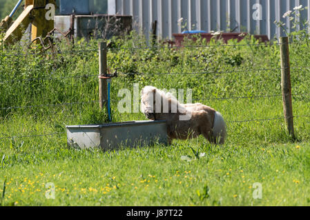 Miniature horse at drinking trough Stock Photo