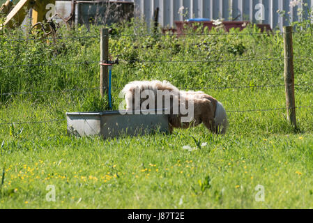 Miniature horse at drinking trough Stock Photo