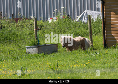 Miniature horse at drinking trough Stock Photo