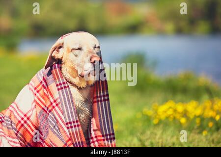 Old labrador retriever after swimming in the river. Wet dog is dried on a meadow. Stock Photo