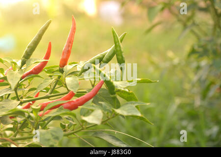 red with green chili pepper on a tree of chili pepper on nature background. Stock Photo