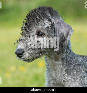 bedlington terrier puppy Stock Photo