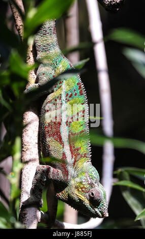 A male panther chameleon is hanging on to a branch. Stock Photo
