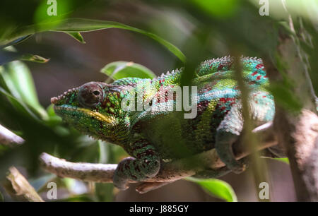 A male panther chameleon is hanging on to a branch. Stock Photo