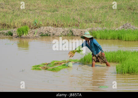 working in the paddy fields in Siem Reap province, Cambodia Stock Photo