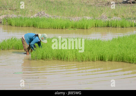 working in the paddy fields in Siem Reap province, Cambodia Stock Photo