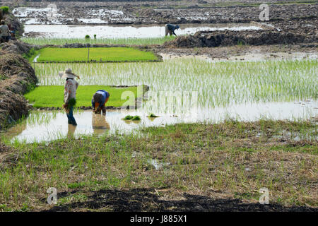 working in the paddy fields in Siem Reap province, Cambodia