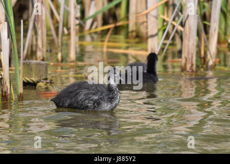 Older coot duckling swimming amongst the lake reeds Stock Photo