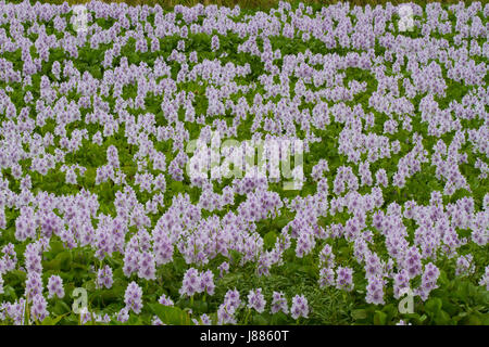 Wild flowers called hyacinth beside the Dhaka-Mymensingh highway at Gazipur. Bangladesh Stock Photo