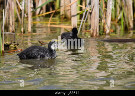 Older coot duckling swimming amongst the lake reeds Stock Photo