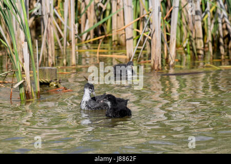 Older coot duckling swimming amongst the lake reeds Stock Photo