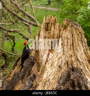 Some off-trail logging by a very motivated Pilleated Woodpecker- near the pitch n putt course at Stanley Park. Stock Photo