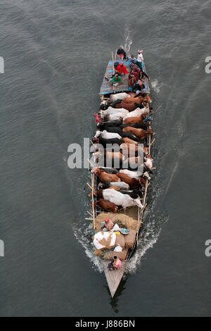 Sellers transport sacrificial animals on a boat to cattle market in Dhaka ahead of Eid-ul-Azha. Dhaka, Bangladesh Stock Photo