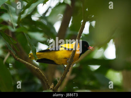 A Black-hooded Oriole known as Kalo Matha Benebou or Holdey Pakhi. Meherpur, Bangladesh Stock Photo