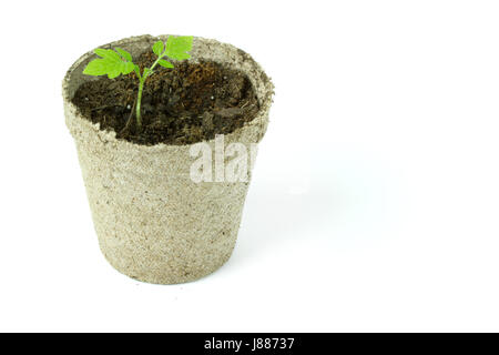 Biodegradable Peat Moss Pot with Tomato seedlings isolated on white background Stock Photo