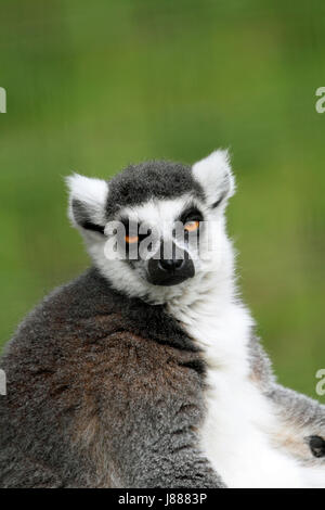Ring-tailed Lemur at the Cape May County Zoo, Cape May Courthouse, New Jersey, USA Stock Photo