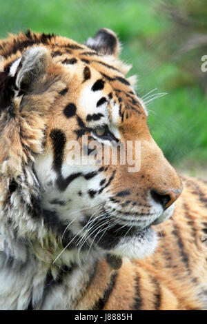 A Siberian Tiger or Amur Tiger, Panthera tigris altaica Stock Photo