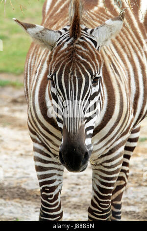 Grant's Zebra, Equus quagga Stock Photo