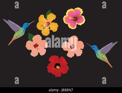 vector illustration of floral background with tropical flowers, hummingbirds Stock Vector
