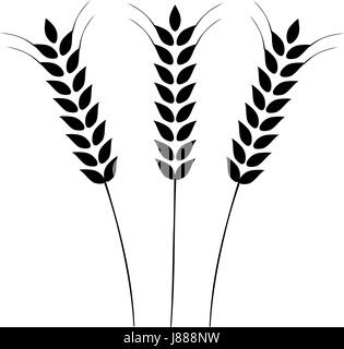 Vector illustration of Ears of Wheat, Barley or Rye. Ideal for bread packaging. Vector icon. Stock Vector