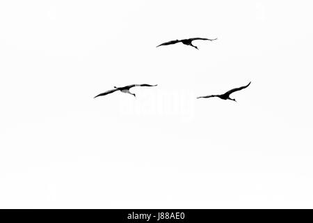 B&W photo of three Sandhill cranes (Grus canadensis) flying during spring migration Stock Photo