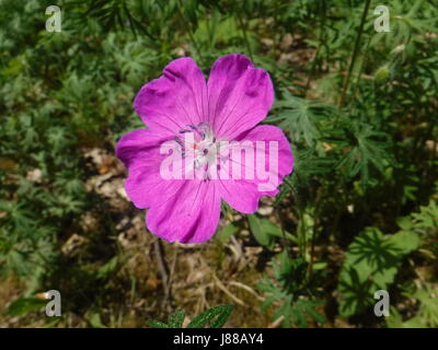 Marsh Cranesbill - Geranium palustre Stock Photo