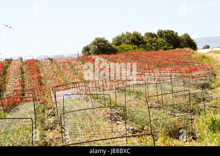Production of red and white carnations in the Crete countryside Stock Photo
