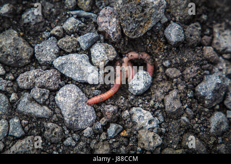 Common Earthworm Lumbricus terrestris Segmented Worm on rocky ground ground. Stock Photo