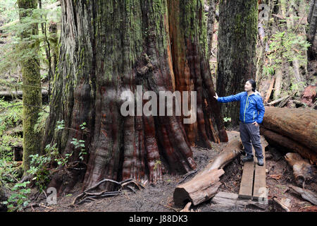 An environmentalist stands beside an ancient old growth western red cedar in a rainforest on Vancouver Island, British Columbia, Canada. Stock Photo